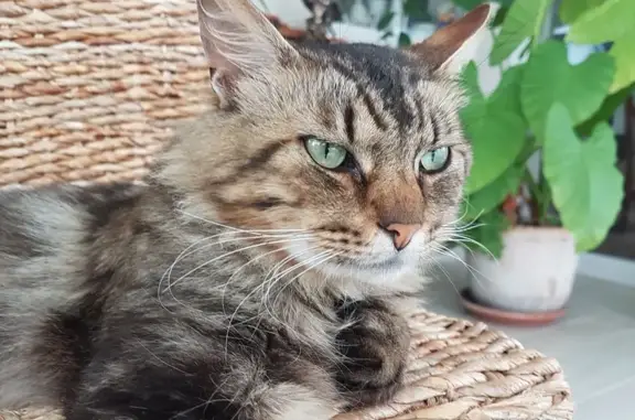 Animaux trouvés , photo: Chat mâle tigré trouvé au Faou, Bretagne