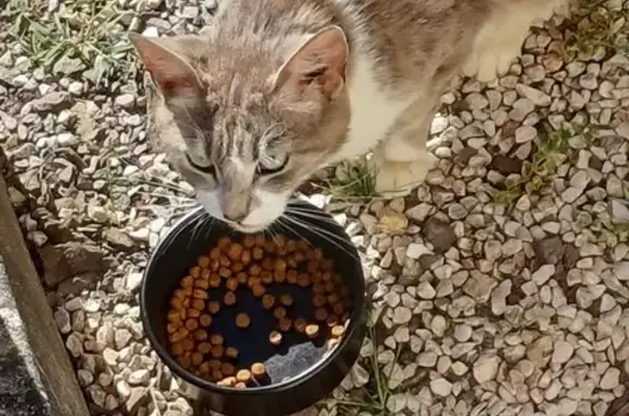 Chat femelle grise-blanche trouvée à Beaupréau - photo