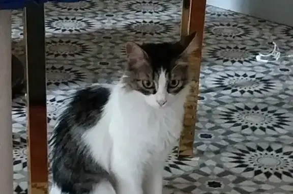 Chatte blanche et tigrée disparue à Nogent - photo