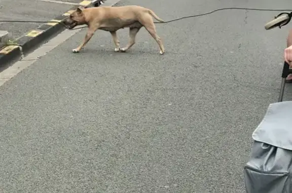 Chien trouvé Loon-Plage, photo: Staff Gris Agressif Trouvé Rue Charles de Gaulle
