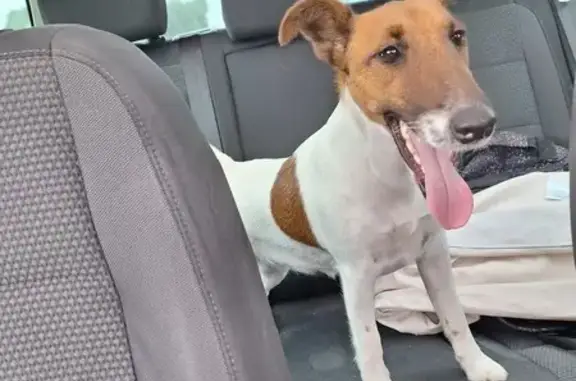 Jeune Jack Russel fauve trouvée à Gondecourt - photo