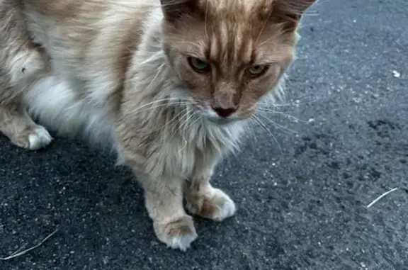 Chat trouvé Figeac, photo: Chat sociable trouvé, croisé Maine Coon, Figeac