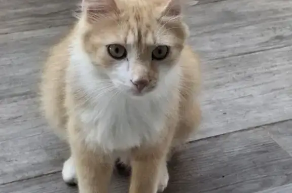 Chat trouvé sans collier Avenue Jean Jaurès - photo