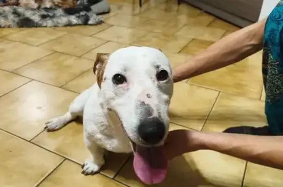 Animaux trouvés Moissac, photo: Petit Jack Russell trouvé sur Route de Lamegere