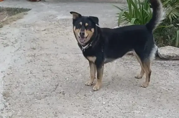 ¡URGENTE! Ayuda a Encontrar a Coco, Perrita Huidiza