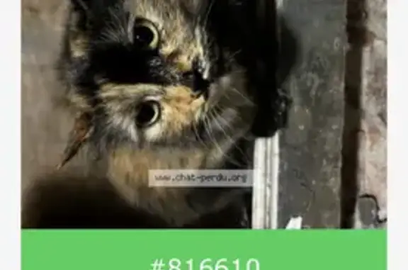 Animaux trouvés La Madeleine, photo: Chat écaille de tortue trouvé à La Madeleine
