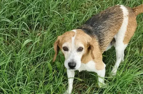 Beagle mâle trouvé au parc de la Rigolée, Avermes - photo