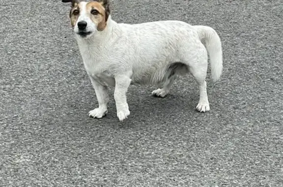 Chien blanc et roux trouvé Rue Nobel - photo