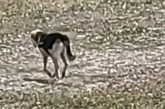 Chien trouvé avec harnais à Pia, Occitanie - photo