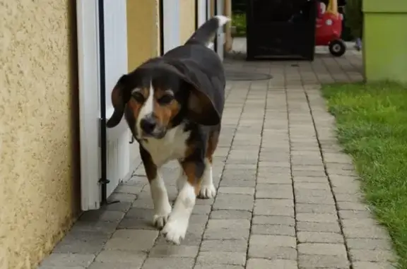 Chien perdu Chazelles-sur-Lyon, photo : Chien perdu à Chazelles-sur-Lyon
