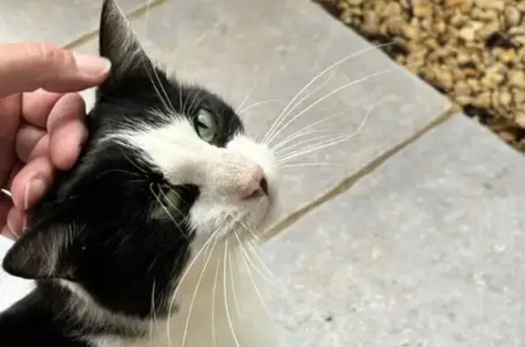 Chat trouvé - noir/blanc, yeux verts - St-Alban-Auriolles - photo