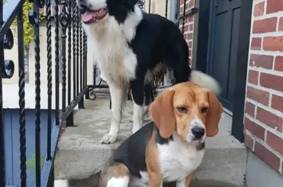 Deux chiens trouvés ce matin à Beauvais - photo