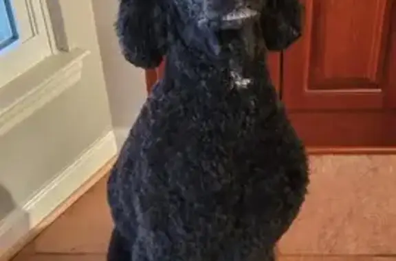 Missing Black Poodle Near Lake Anna, July 2024