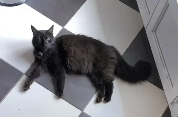 Chat noir docile trouvé à Toulouse - photo