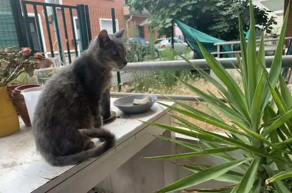 Chat câlin trouvé, besoin d'aide - Impasse Bara - photo