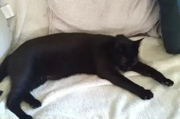 Chat perdu, Tosse, photo: Chat noir femelle disparu à Tosse