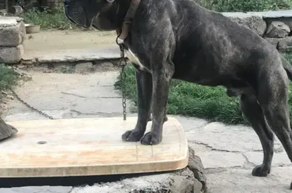 Chien perdu , photo : Chien perdu: Lancelot, cane corso gris, collier rouge