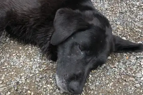 Chienne noire trouvée à Claveisolles - photo