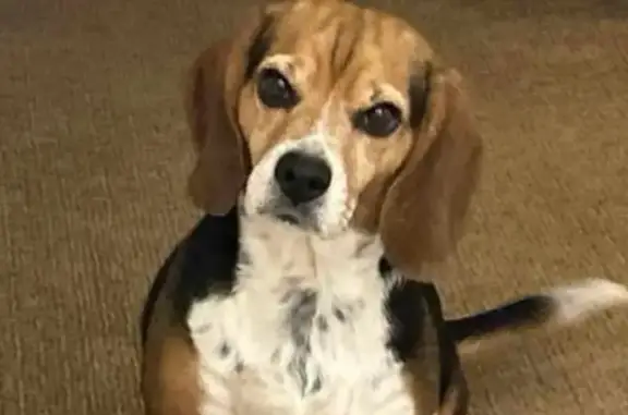 Missing Tri-Colored Beagle in Moshannon, PA