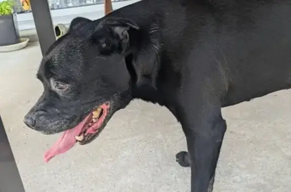 Animaux trouvés , photo: Bouledogue noir paralysé trouvé à Chasnais