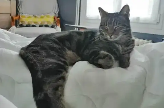 Animaux perdus Coulommiers, photo: Chat mâle tigré perdu à Coulommiers