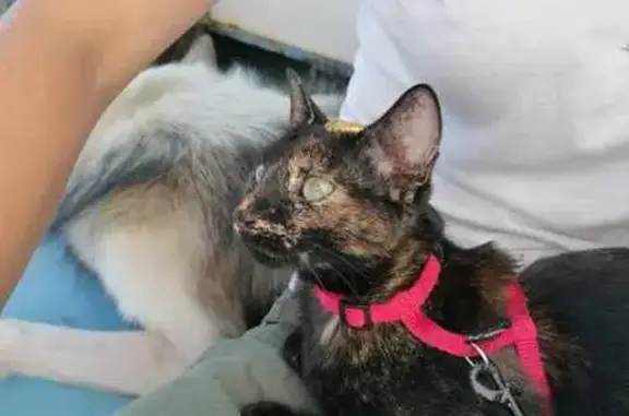Chat perdu, , photo: Chat écaille de tortue perdu à Messanges
