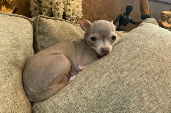 Lost Chihuahua in Asheville - Help Needed!