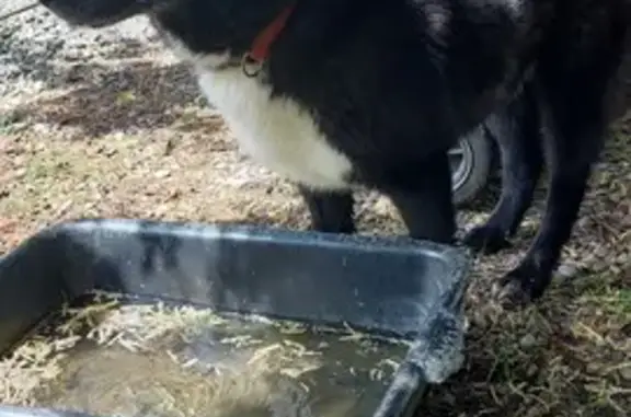 Chienne malamute noir et blanc trouvée à St-Gaudens - photo