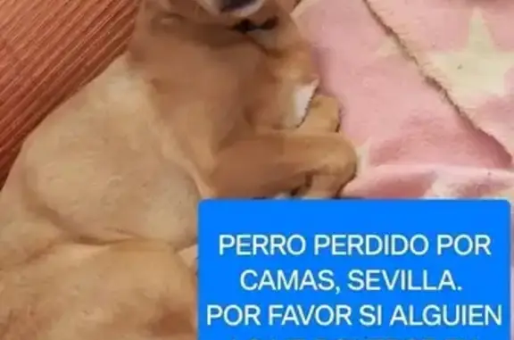 ¡URGENTE! Perro Mayor Perdido en Camas