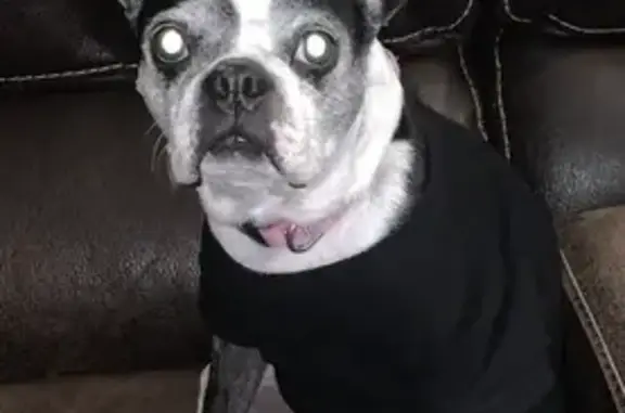 Lost Boston Terrier: Pink Collar, Needs Meds