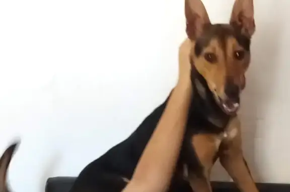 Perros perdidos, , foto: ¡Ayuda! Perrito Pep perdido en Son Noguera