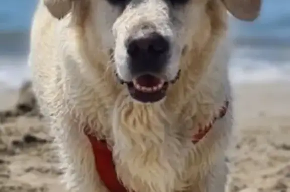 Chien perdu Saint-Sauveur-de-Montagut, photo : Golden Retriever Blanc Disparu à Saint-Sauveur