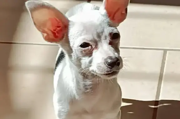 Perro Chihuahua Perdido: Luna en León, Gto