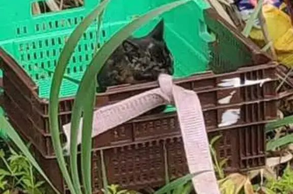 Chat coincé dans un bassin à Sandillon - photo