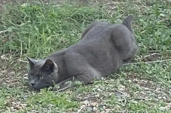 Chatte grise perdue à Bléré, 2 ans, pucée - photo