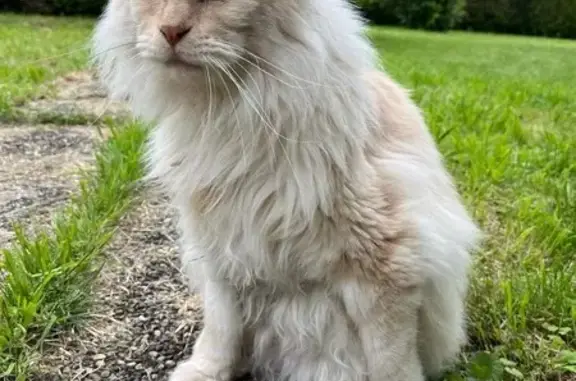 Animaux perdus , photo: Chat Maine Coon perdu à Chonville