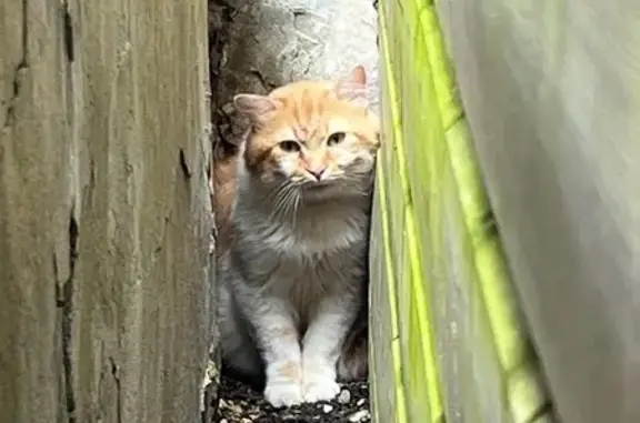 Chat trouvé Saint-Jean-d'Angély, photo: Chat roux et blanc trouvé Rue des Jacobins