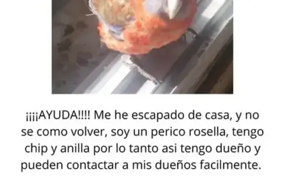 ¡Alerta! Rosella Carmesí Perdida en Talavera