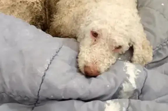 Chien trouvé non pucé à Brignon - photo