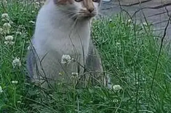 Chat perdu, , photo: Chatte disparue Rue du Jubilat, Cerisiers