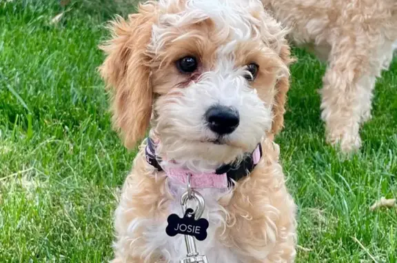 Missing Cavapoo Puppy: Josie in Mundelein, IL