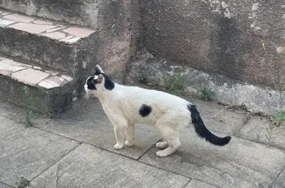 Chat trouvé Fréjus, photo: Chat trouvé: mâle blanc et noir à Fréjus