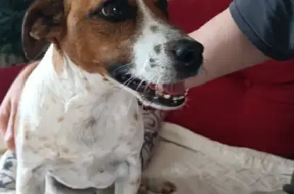 Chien trouvé Douai, photo: Chien marron et blanc trouvé à Douai