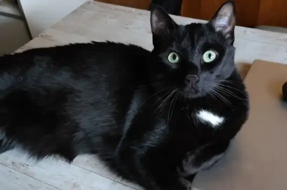 Animaux perdus Geispolsheim, photo: Chat noir européen perdu à Geispolsheim