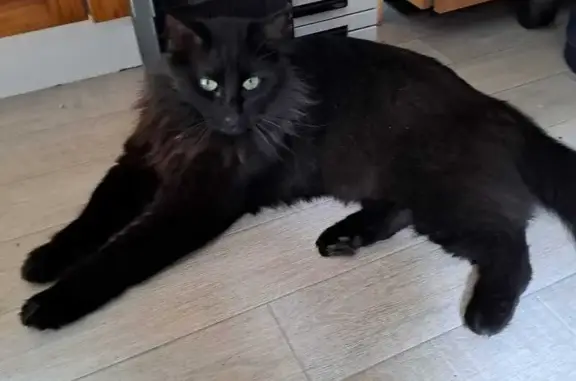 Jeune chat noir perdu à Saint-Maixent-l'École - photo