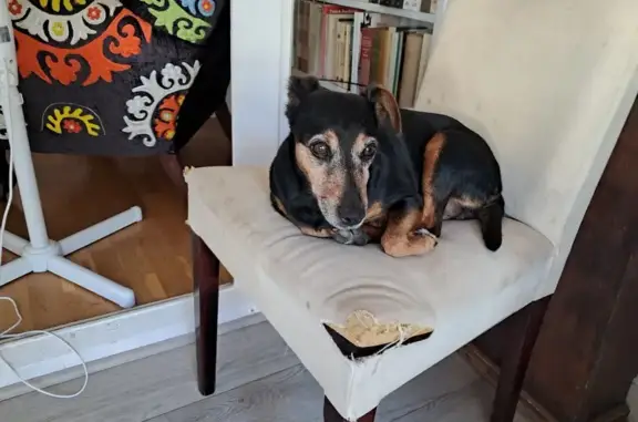 Chienne âgée trouvée Rue de la Pinède - photo