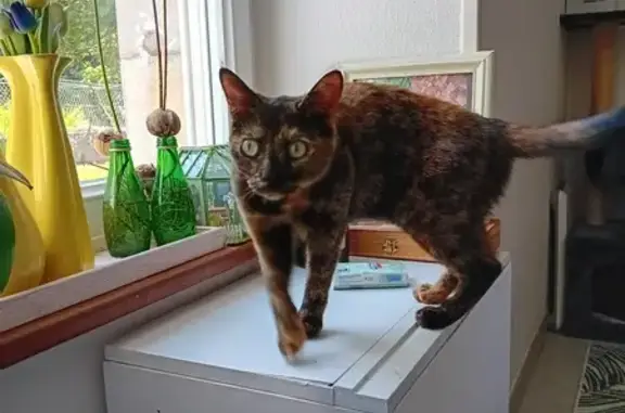 Chat sociable trouvé, Chemin de Lorient, Ploemeur - photo