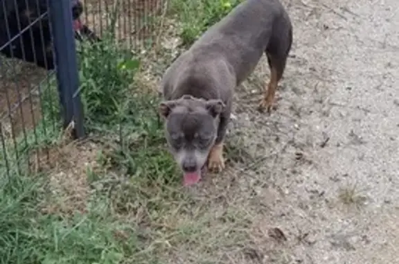 Chienne trouvée avec collier Rue de la Lande - photo