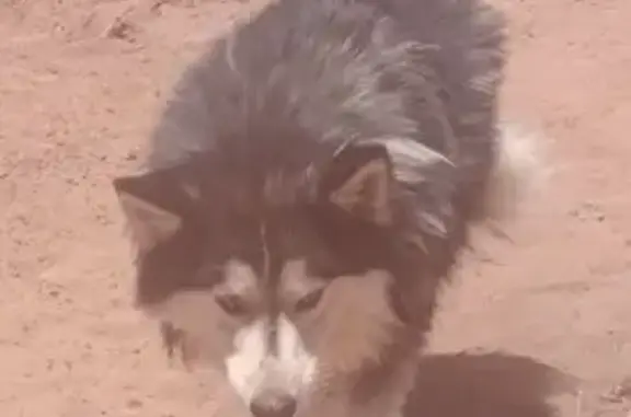 Perro Perdido: Husky Malamute en San Lorencito