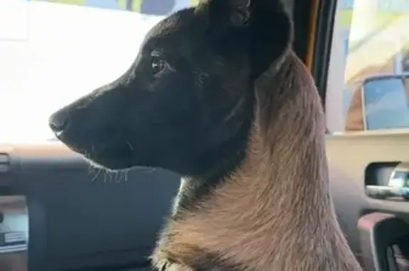 Perro Perdido: Pastor Belga Malinois en Juárez